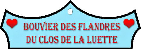 SITE WEB ELEVAGE DU CLOS DE LA LUETTE SPECIALISE POUR LE BOUVIER DES FLANDRES © COPYRIGHT DEPOSE